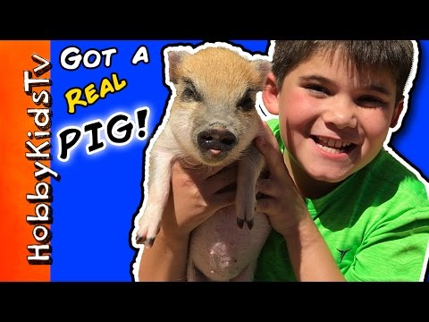 HobbyPig Gets a PIG!