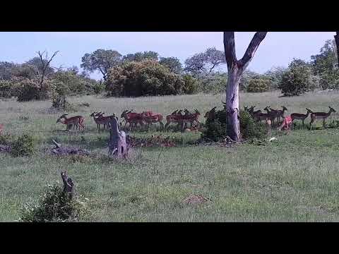 Djuma: Impalas resting in shade of the tree - 13:57 - 12/06/21