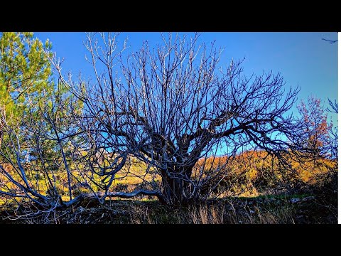 Pruning a 200-Year-Old Fig Tree / Trimming