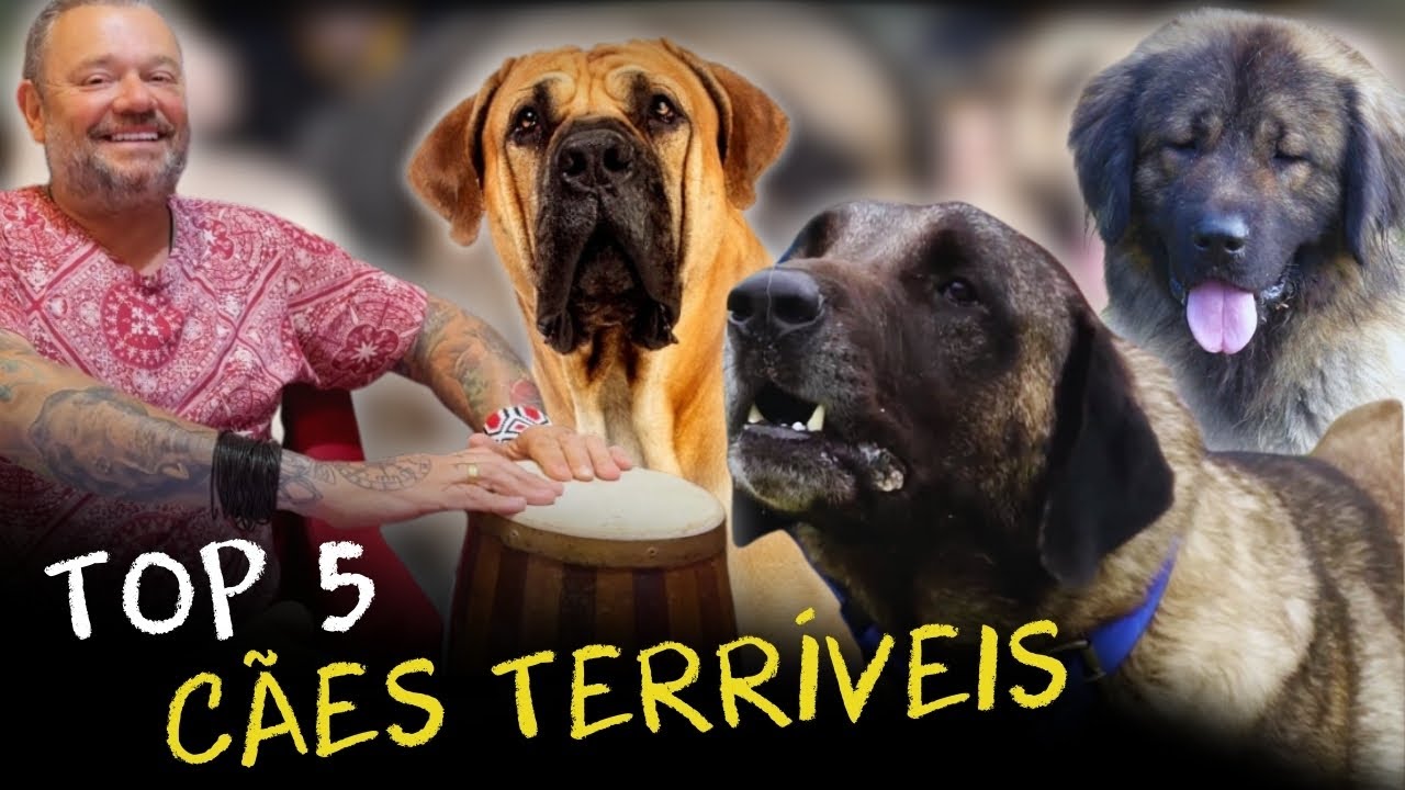 AS 5 RAÇAS MAIS TEMIDAS DO MUNDO! CÃES QUE NINGUÉM QUER ENFRENTAR!