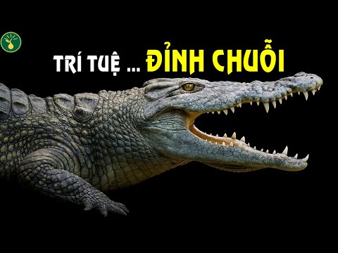Giải mã quái vật tiến hóa: Cá sấu nước mặn | Hạt sự thật
