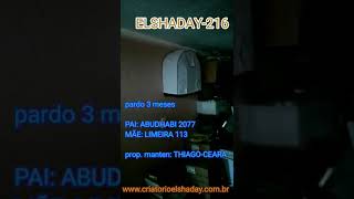 ELSHADAY-216