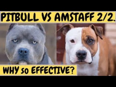 Sub Lupa - Top 3 cele mai periculoase rase de câini 2025 #pitbull / #rottweiler / #amstaff