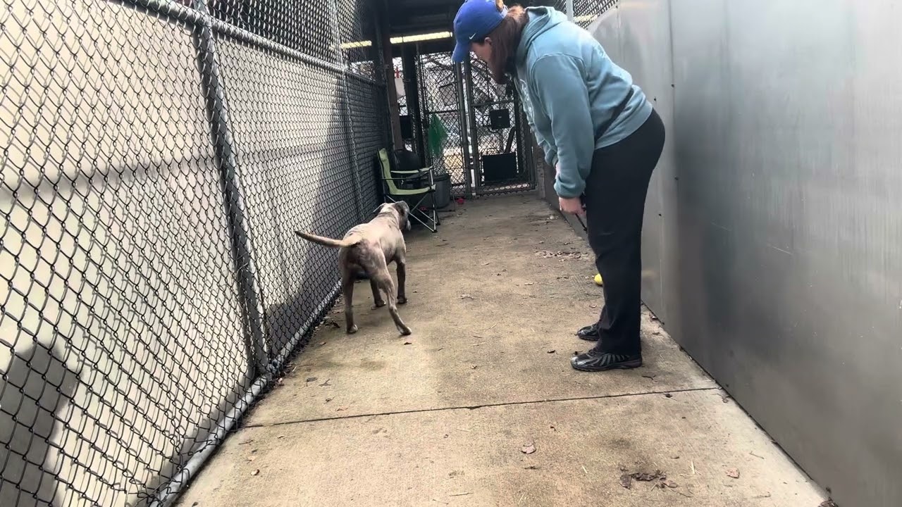 Cowbell's Video 2