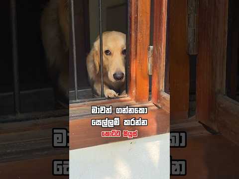 සියුස් දන්නෙ නෑ සෙල්ලම් කරන්න #siberianhusky #goldenretreiver #dogplaying #cute