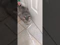 Grey Torbie Cat Curious With The Measuring Tape Shorts