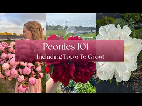 Peonies 101: Lessons Learned + Questions Answered 