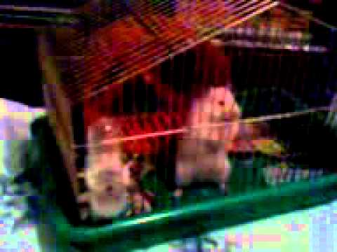 download lagu mp3 mp4 Hemister Com, download lagu Hemister Com gratis, unduh video klip Hemister Com