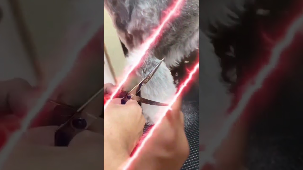 Hydra: Moisture-Rich Pet Shampoo