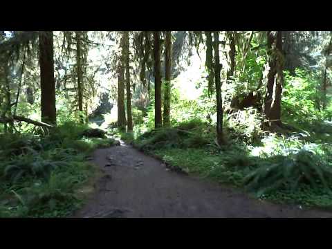 Walking in Hoh Rain Forest at Olympic National Park