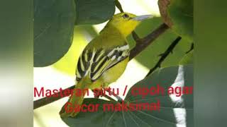 Download lagu MASTERAN SIRTU GACOR I CIPOH AGAR GACOR MAKSIMAL mp3