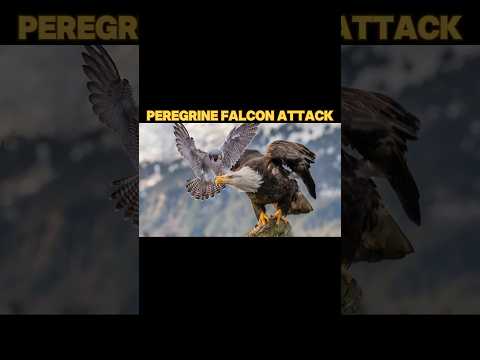 peregrine falcon Vs eagle #peregrinefalcon #trending #falcon #eagle #osprey #animals #birds #shorts