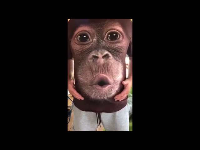 Vídeo relacionado con URPIZY Camiseta de manga corta estampada 3D para hombre - Motivo de cara de mono - Gorila, L