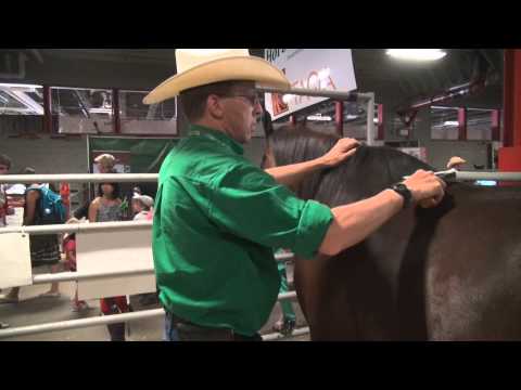 Horse breed 101 - The Arabian