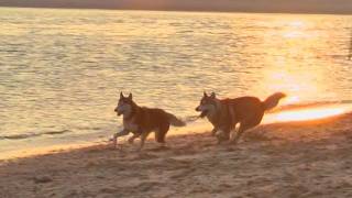 Laika's meets a boy!