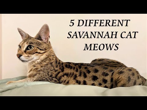 5 Different Savannah Cat MEOWS and what they mean