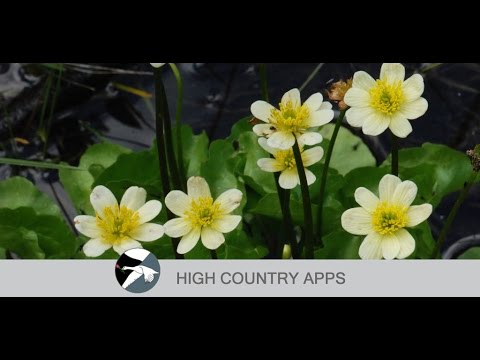 Yosemite Wildflowers Video