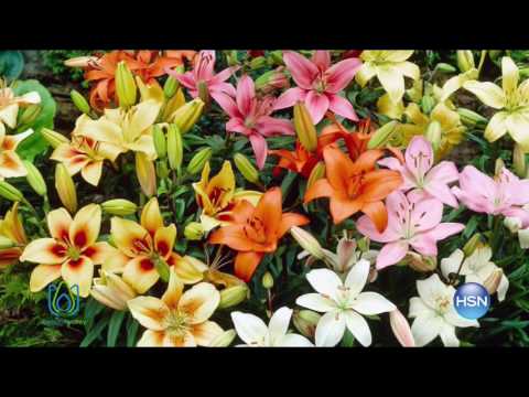 HSN | As Seen On TV 03.31.2017 - 01 PM