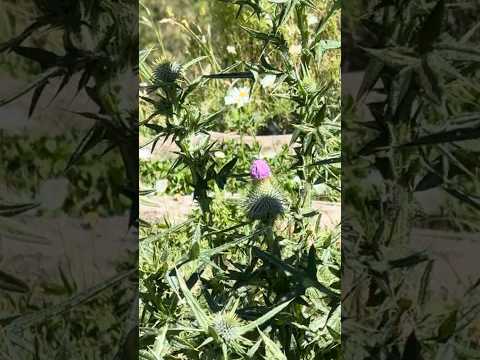 LA MAGIA DE LA SILLETA 🌵 Catamarca