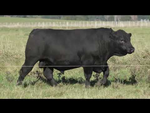 Lot 10 DANDALEITH MCHARDY 144