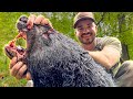 2 Days Hunting Aggressive Bear In The Appalachian Mountains