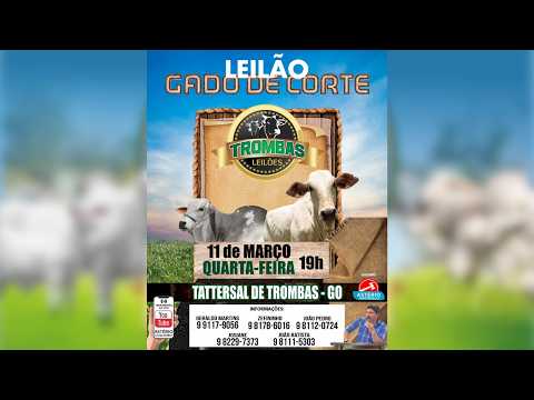 LEILÃO DE GADO DE CORTE TROMBAS LEILÕES - TROMBAS GOIAS  - 11 / 03 / 2026