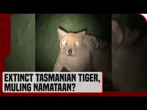 Tasmanian tiger na inaakalang extinct na, muling namataan?