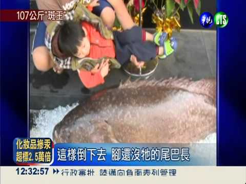 巨型石斑上鉤 比6歲童還大隻