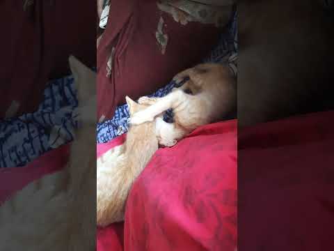 #catlover #cat #catvideos #catsoftiktok