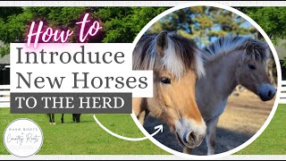 WHAT HAPPENED WHEN WE INTRODUCED OUR FJORDS TO THE OTHER HORSES!? | VLOG