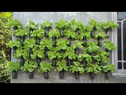 , title : 'cara menanam selada di botol dari semai sampai panen || How to plant lettuce in bottles'