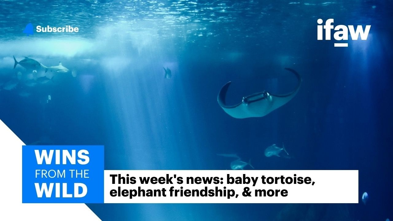 Baby tortoise brings hope, rescued elephants bond, & more | Wins from the Wild