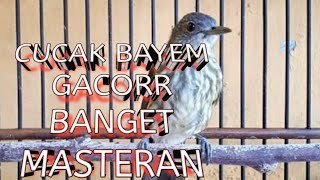 Download lagu Cucak bayem/rawis  gacorr full isian cocok buat masteran dan pancingan mp3