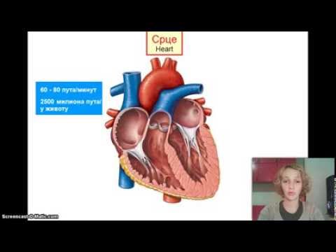 Izokrenuta učionica -- Krvotok