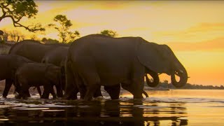 Elephant Overpopulation? | The Long Walk Home | BBC Earth