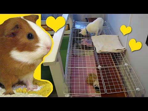 HUGE DIY C&C guinea pig cage | Cat Safe Guinea Pig Cage