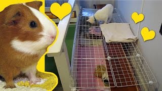 HUGE DIY C&C guinea pig cage | Cat Safe Guinea Pig Cage