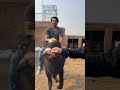 Bull ride #bullriding #bullrider #bullriders #trending #ytshorts #youtubeshorts #strongbull #cow