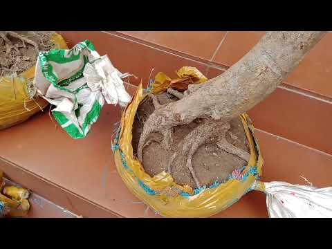 cách trồng phôi mai vàng ở miền Bắc mùa đông