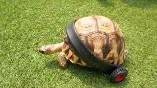 Disabled Tortoise Given A Second Chance To Walk Again! AnimalBytesTV by AnimalBytesTV