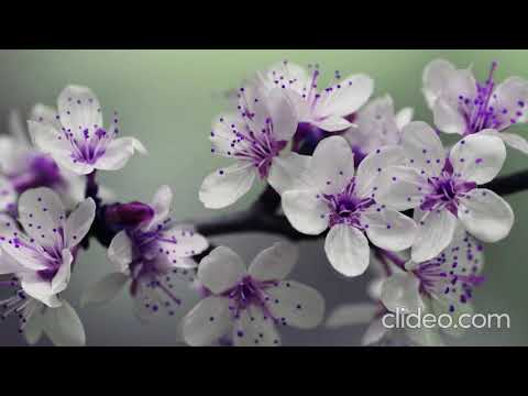Beautiful Spring Images with Meditation Music, Soft Relaxing Music