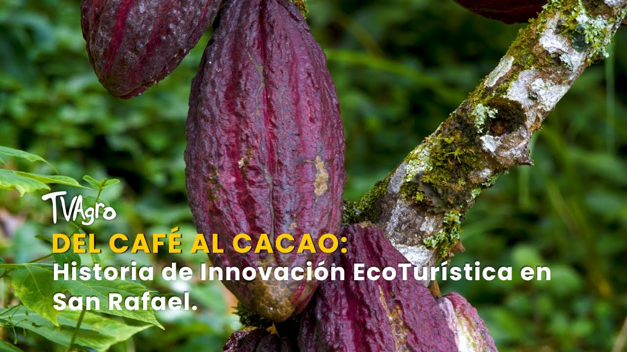 Del Café al Cacao: Historia de Innovación EcoTurística en San Rafael - TvAgro por Juan Gonzalo Angel