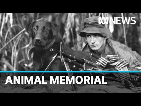 New war memorial honours military working dogs | ABC News