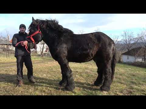 Caii lui Madalin de la Bratca, Bihor - 2024 Nou!!!