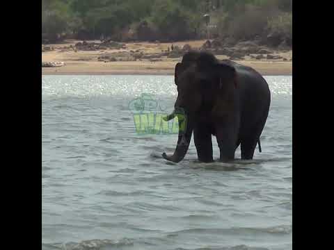 A Majestic Elephant with a Single Tusk | Elephant | Animals | Wildlife | Nature #elephant #wildlife