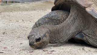 Sleepy Tortoise