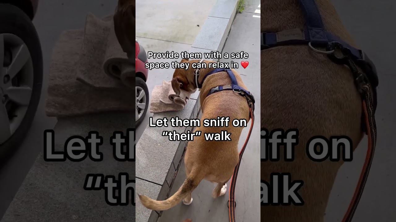 Love Your Dog: 4 Ways to Show Affection 🐶❤️