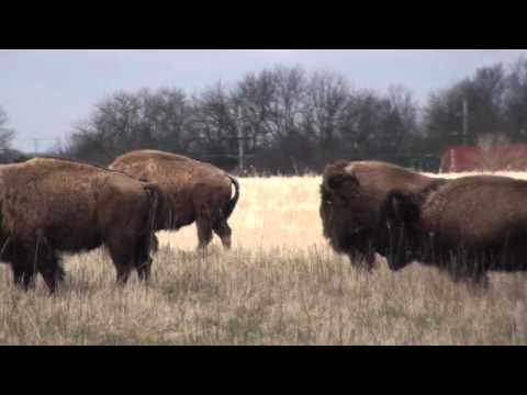Bison Timelapse
