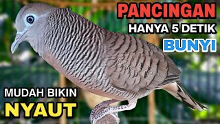 Download lagu Perkutut Lokal Gacor Suara Besar Pancingan Burung Perkutut Agar Cepat Bunyi. mp3 Download lagu Perkutut Lokal Gacor Suara Besar Pancingan Burung Perkutut Agar Cepat Bunyi. mp3