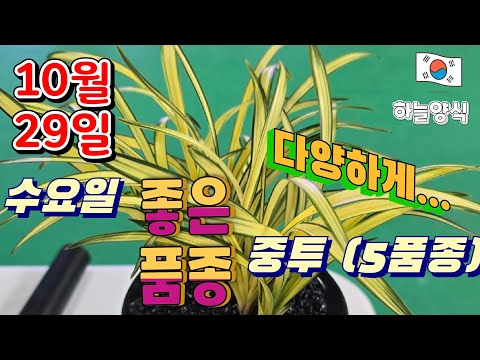 유튜브 썸네일